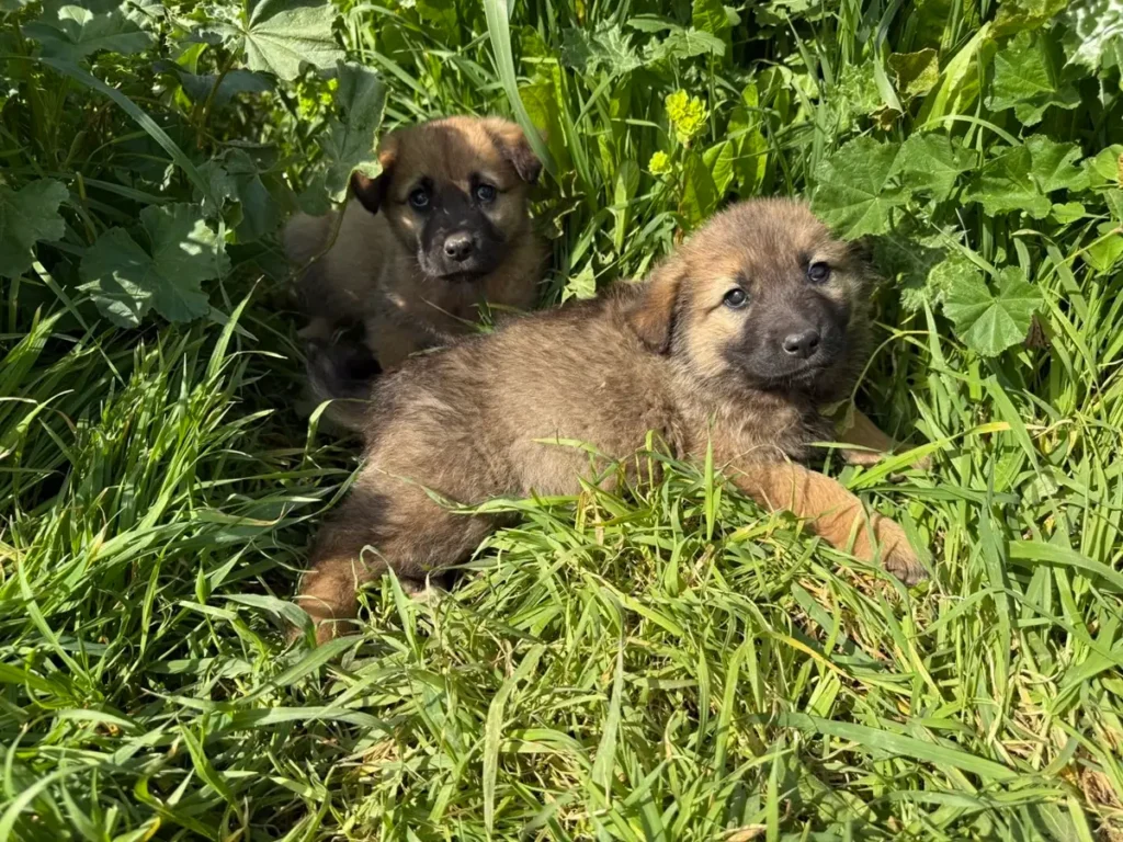 Two puppies lying in the grass – puppy training in Munich