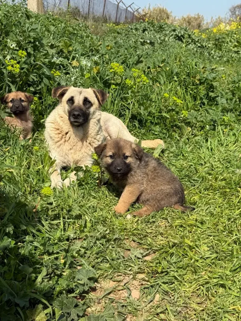 Mother dog with two puppies in a meadow